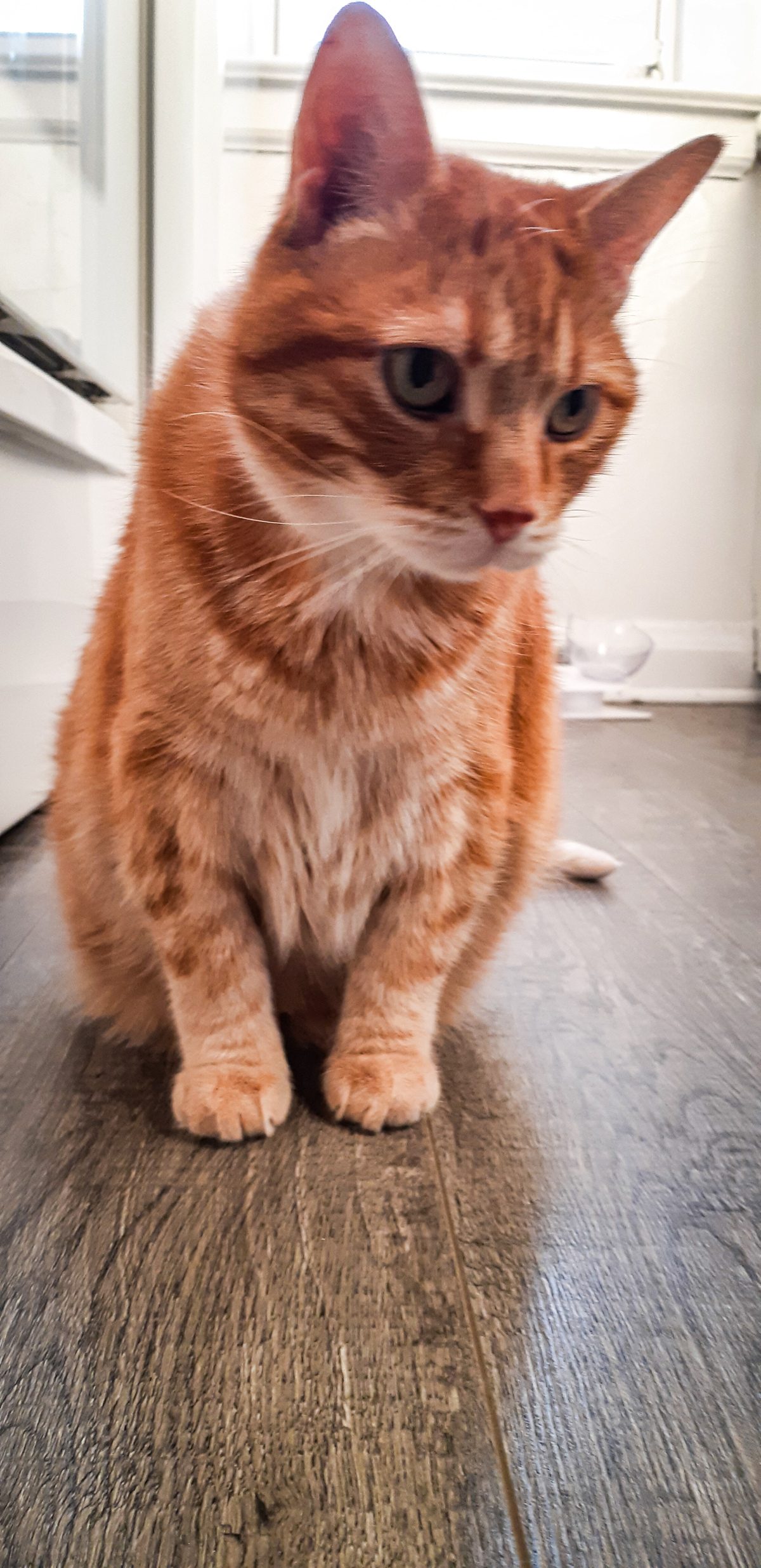 Hurley, an adoptable Domestic Medium Hair in Toronto, ON, M6P 1P3 | Photo Image 2