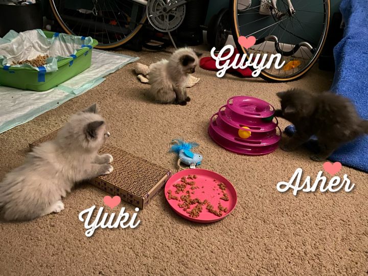 Asher - Gwyn, Asher, and Yuki (threesome only), an adopted Domestic Medium Hair & Tabby Mix in Smyrna, GA_image-2