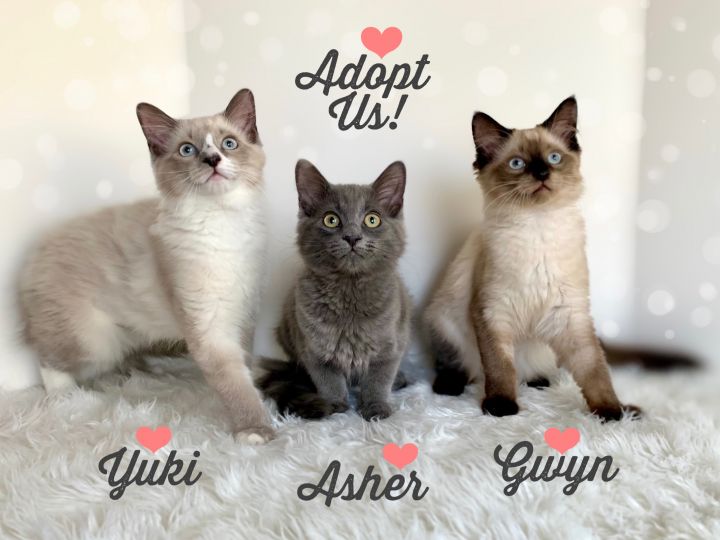 Yuki - Gwyn, Asher, and Yuki (threesome only), an adopted Domestic Medium Hair & Siamese Mix in Smyrna, GA_image-2