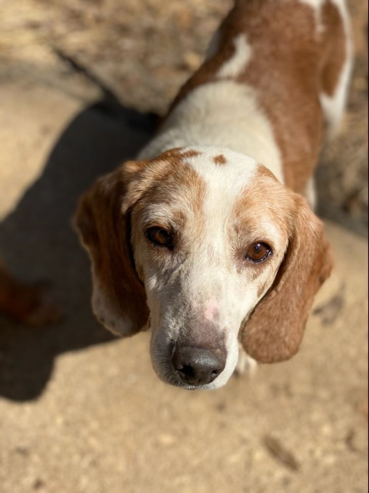 Barney, an adopted Beagle in Atlanta, GA_image-2