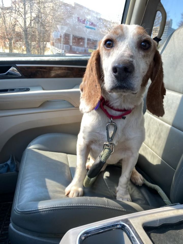 Barney, an adopted Beagle in Atlanta, GA_image-5