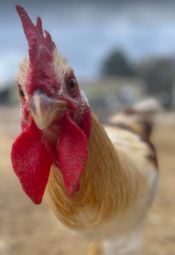 Rooster adoption sales near me