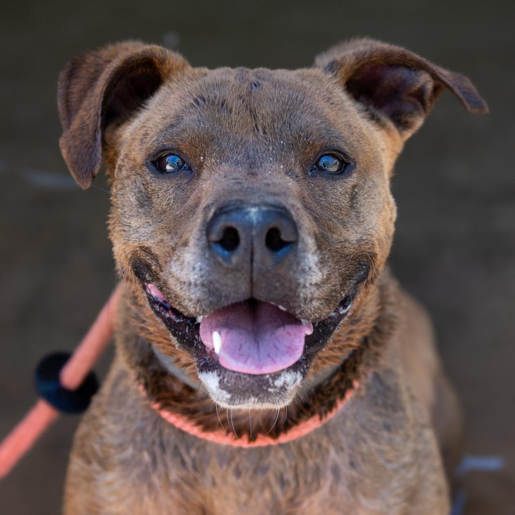 Bravo, an adoptable Shepherd, Chocolate Labrador Retriever in Kanab, UT, 84741 | Photo Image 1