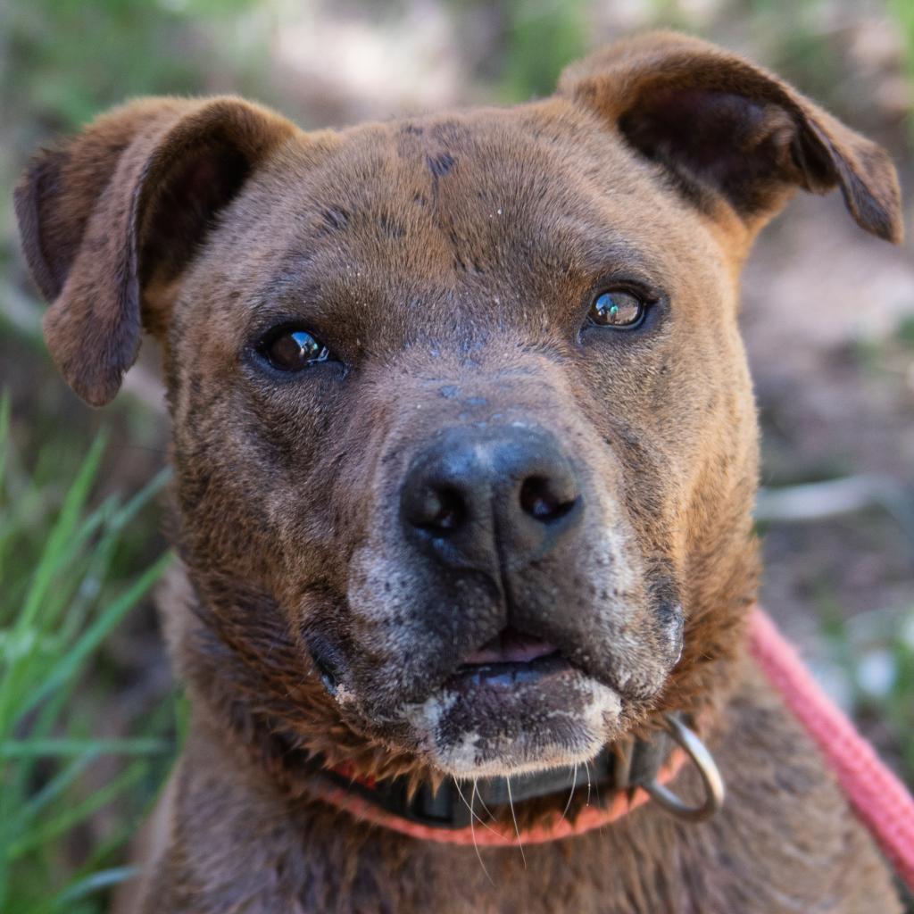 Bravo, an adoptable Shepherd, Chocolate Labrador Retriever in Kanab, UT, 84741 | Photo Image 3