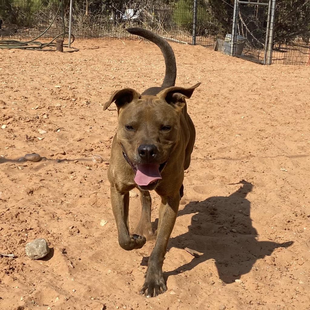 Bravo, an adoptable Shepherd, Chocolate Labrador Retriever in Kanab, UT, 84741 | Photo Image 4