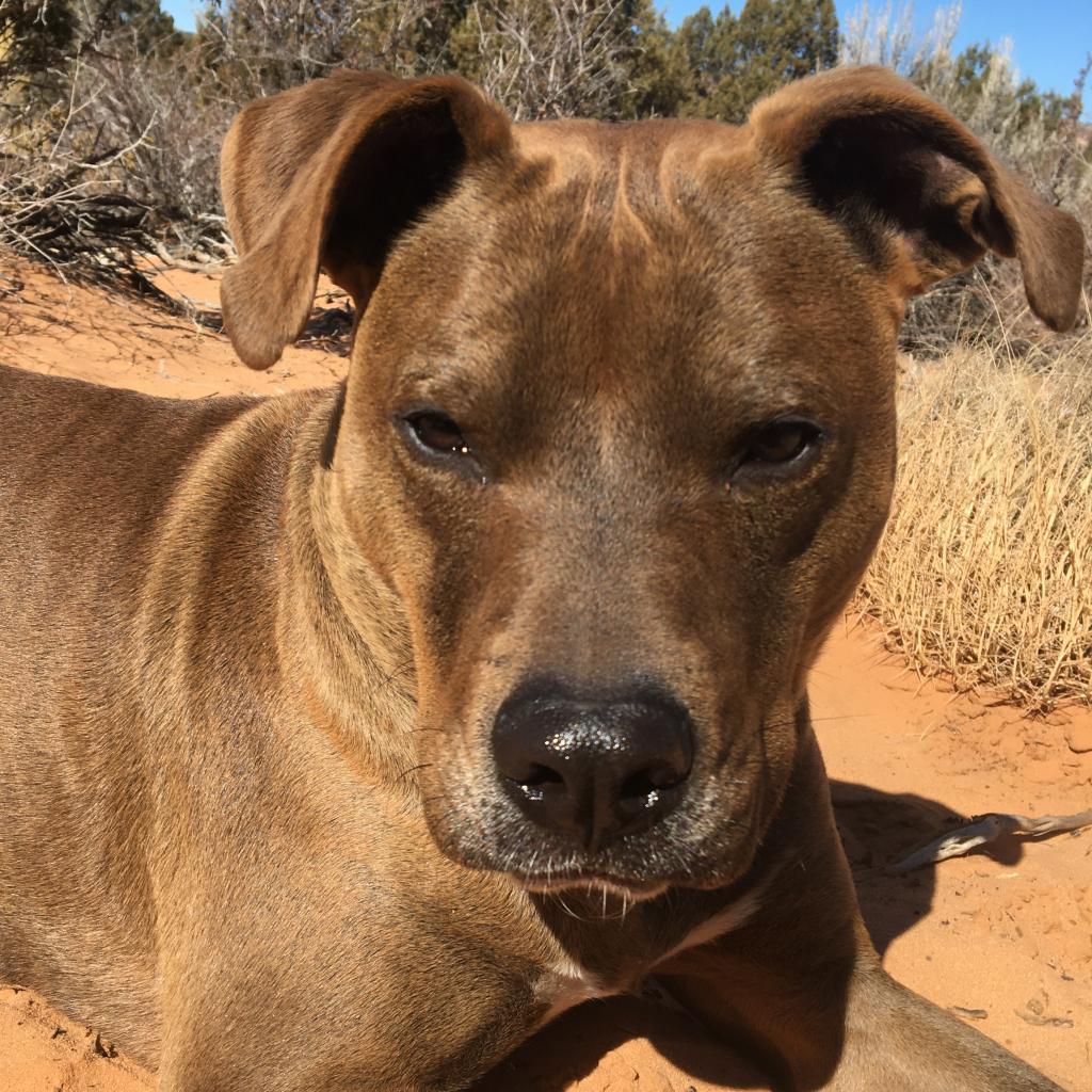 Bravo, an adoptable Shepherd, Chocolate Labrador Retriever in Kanab, UT, 84741 | Photo Image 5