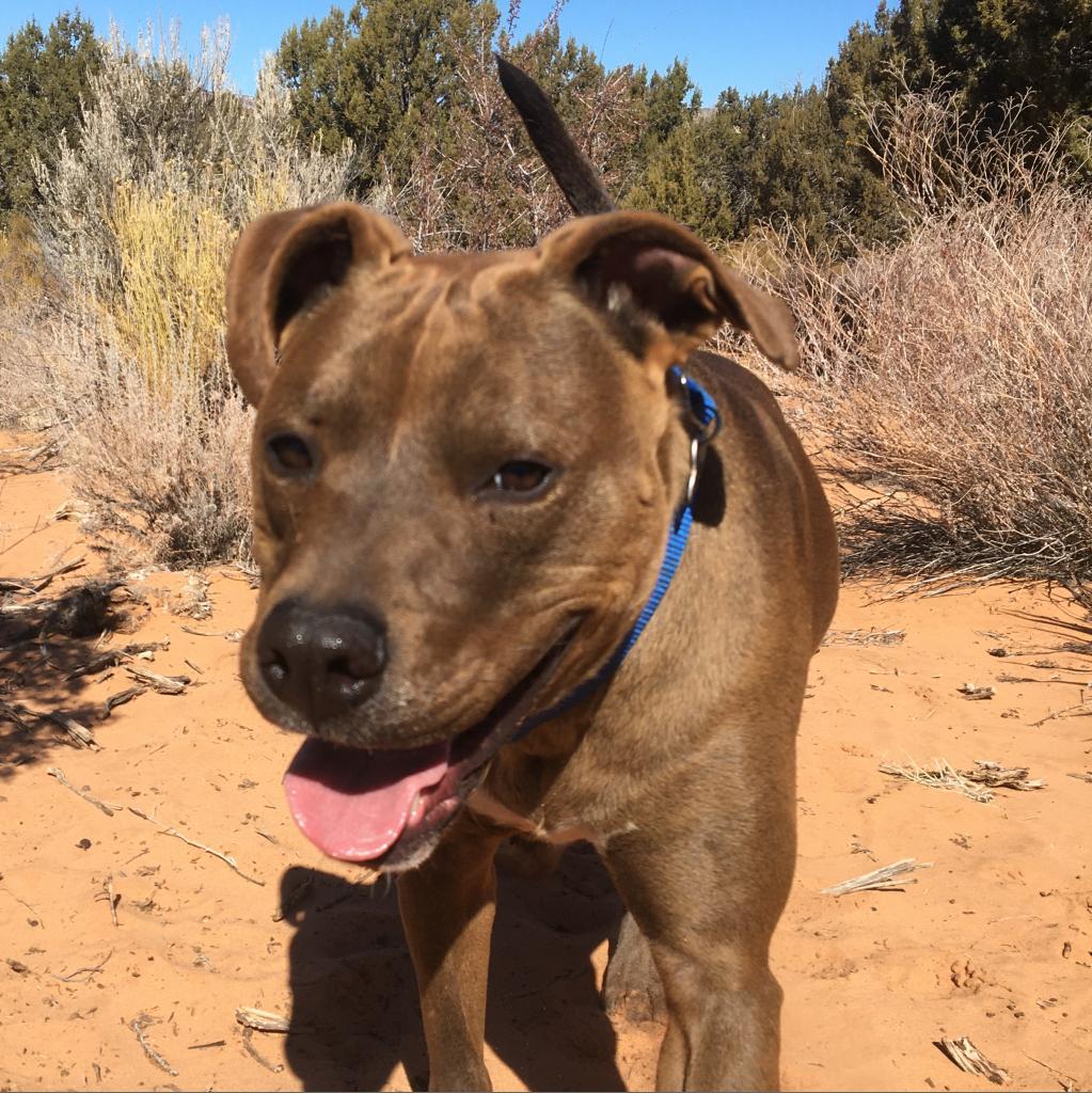 Bravo, an adoptable Shepherd, Chocolate Labrador Retriever in Kanab, UT, 84741 | Photo Image 6