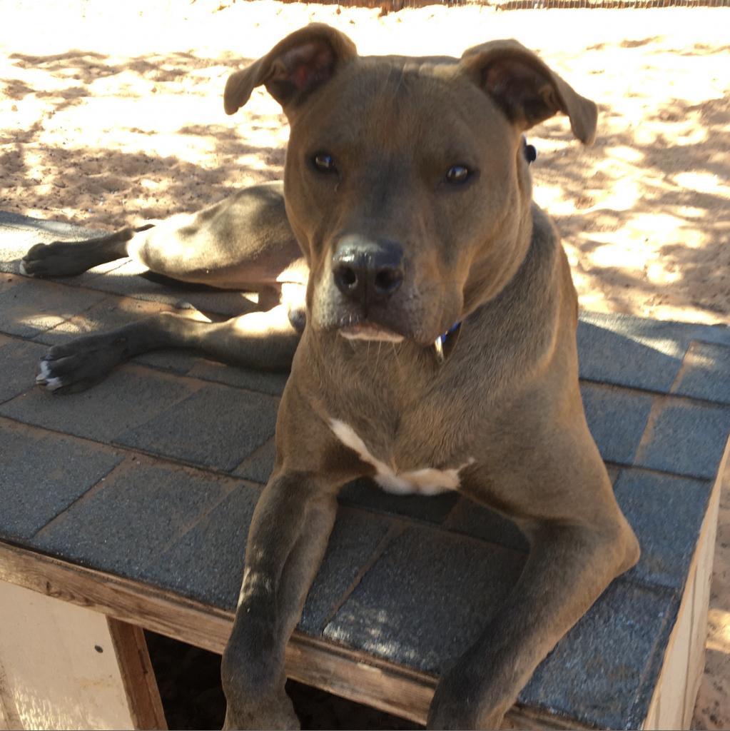 Bravo, an adoptable Shepherd, Chocolate Labrador Retriever in Kanab, UT, 84741 | Photo Image 6