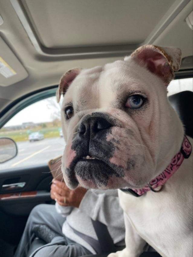 Dog for adoption Gracie, an English Bulldog in Decatur