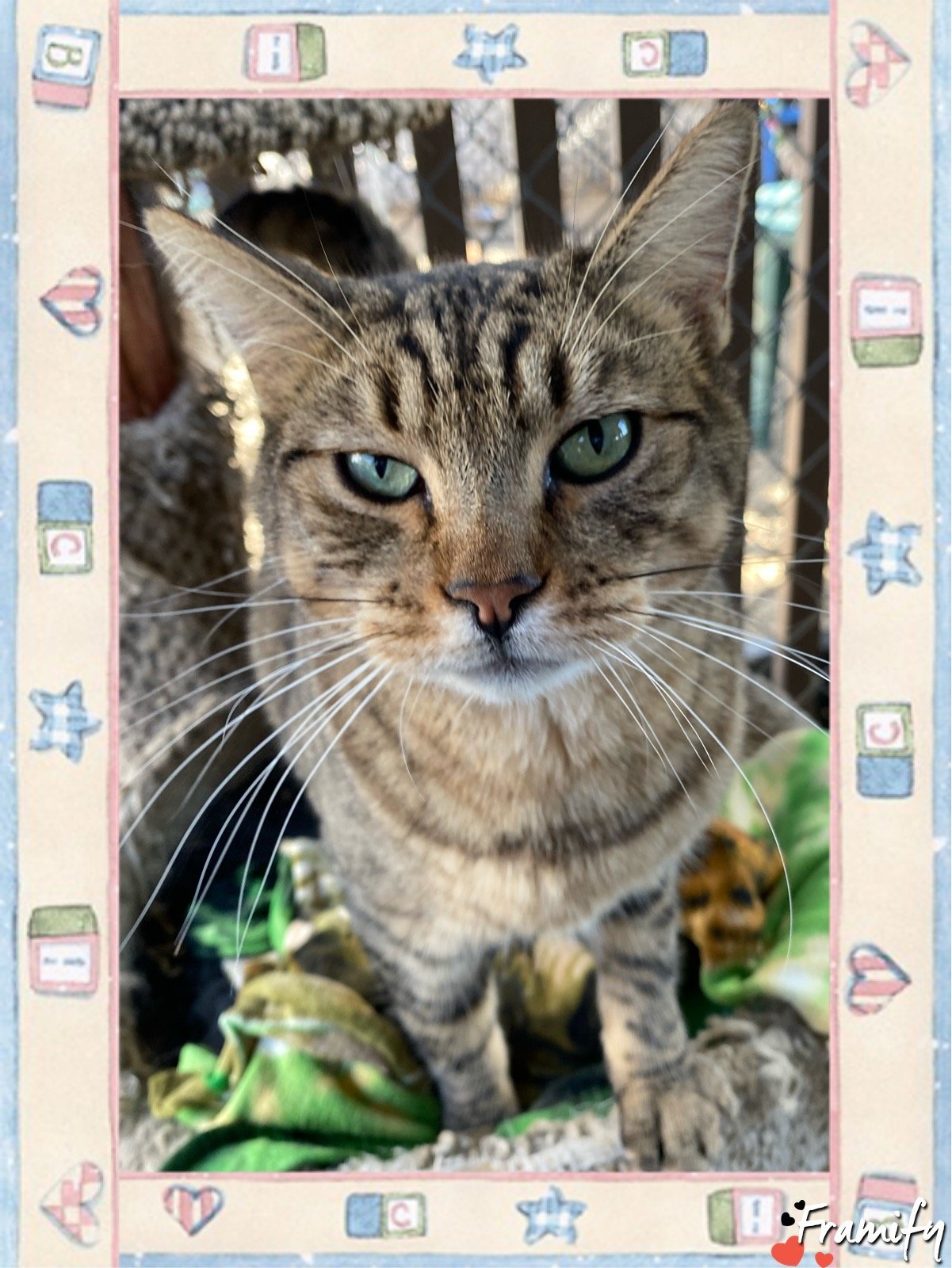 Tom, an adoptable Tabby in Littlerock, CA, 93543 | Photo Image 1