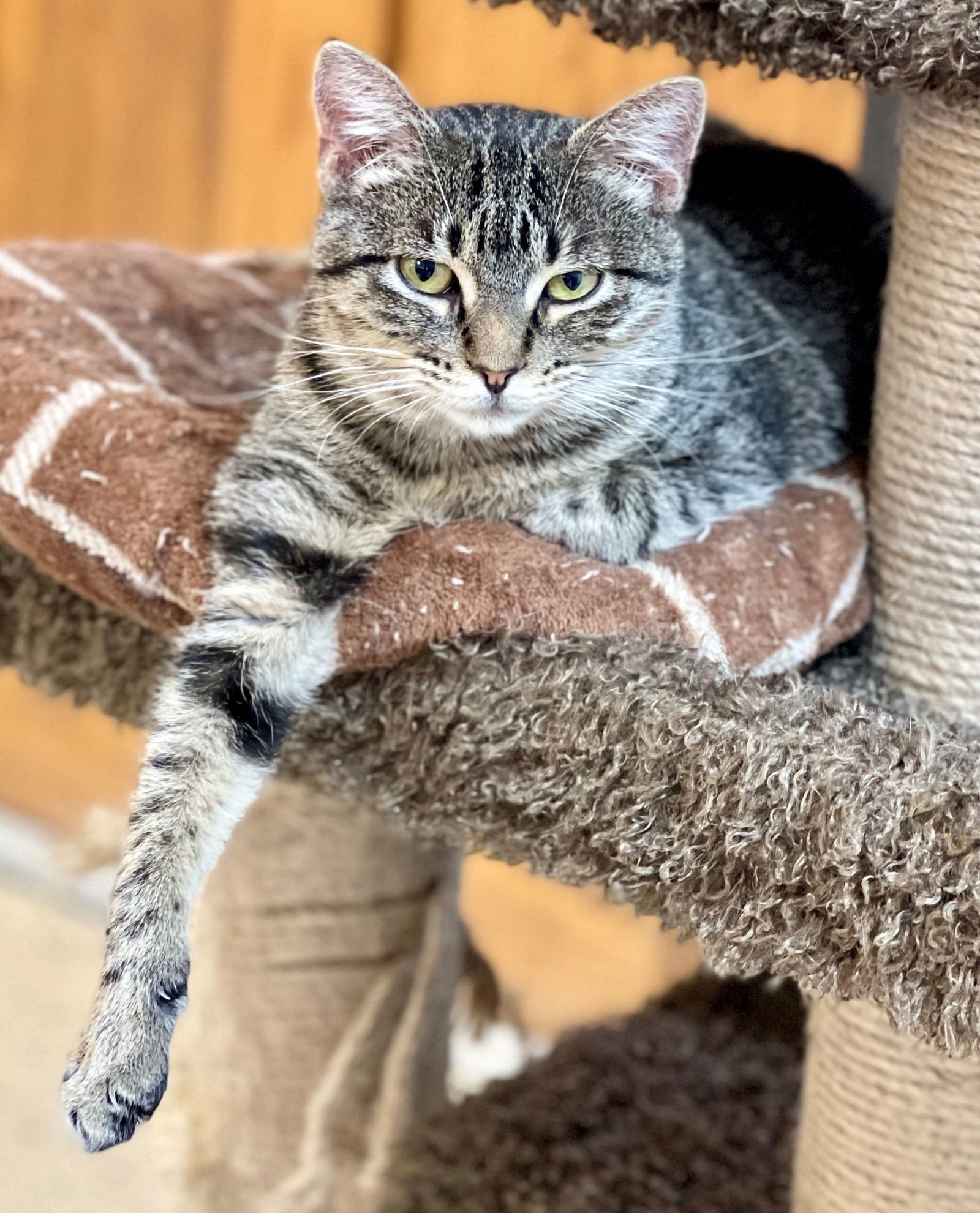 Olive, an adoptable Domestic Short Hair in Texarkana, TX, 75503 | Photo Image 1