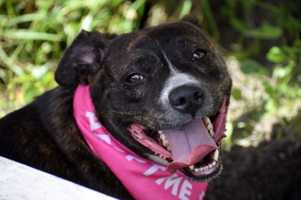 Pepper, an adoptable Pit Bull Terrier in Indiantown, FL, 34956 | Photo Image 1