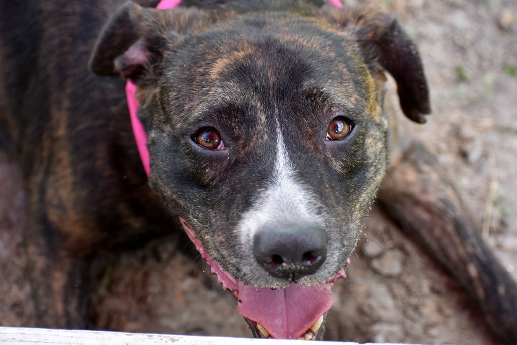 Pepper, an adoptable Pit Bull Terrier in Indiantown, FL, 34956 | Photo Image 2