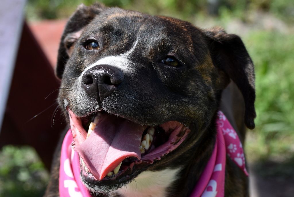 Pepper, an adoptable Pit Bull Terrier in Indiantown, FL, 34956 | Photo Image 3