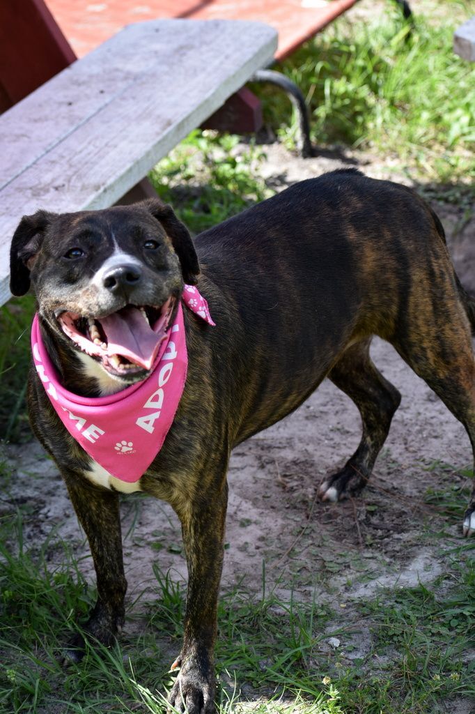 Pepper, an adoptable Pit Bull Terrier in Indiantown, FL, 34956 | Photo Image 6