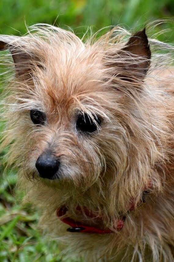 選択した画像 Norfolk Terrier Mix 281867 Norfolk Terrier Mixed With Poodle 5615