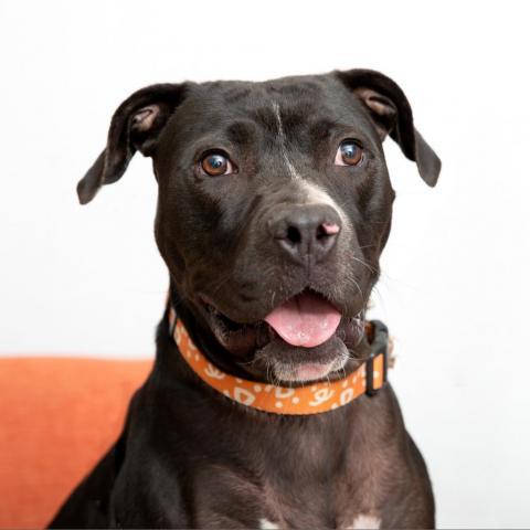 Boba, an adoptable American Staffordshire Terrier in Kanab, UT, 84741 | Photo Image 1