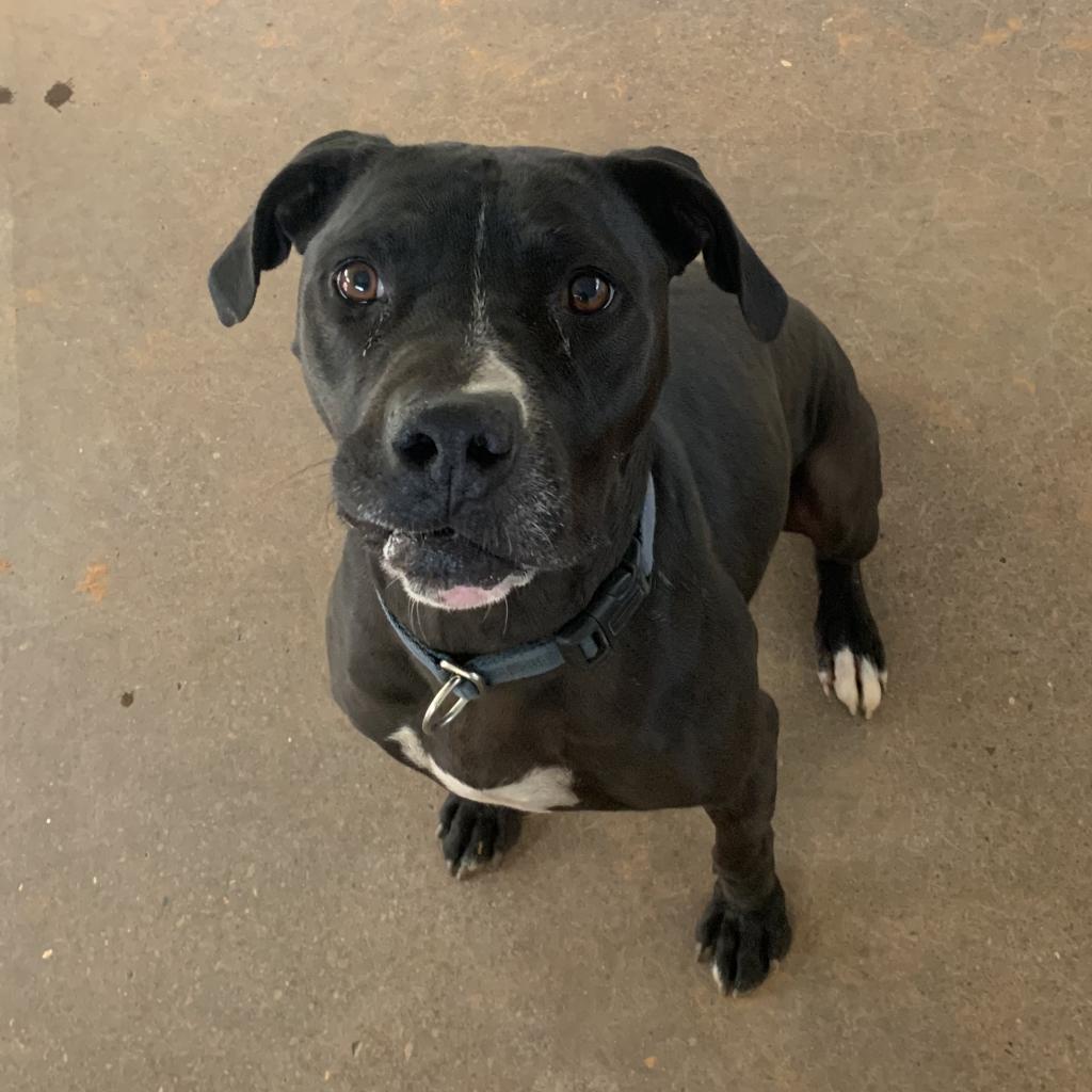 Boba, an adoptable American Staffordshire Terrier in Kanab, UT, 84741 | Photo Image 2