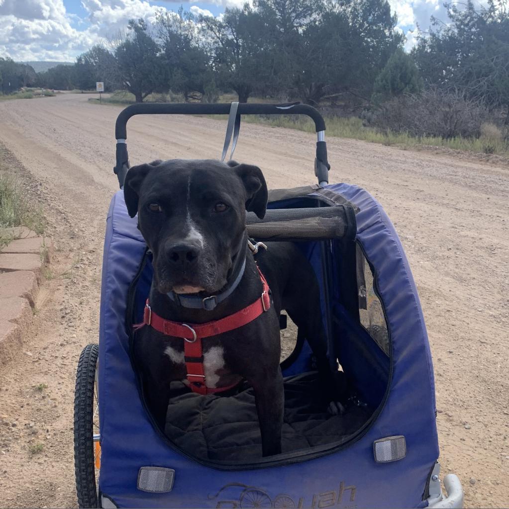 Boba, an adoptable American Staffordshire Terrier in Kanab, UT, 84741 | Photo Image 3