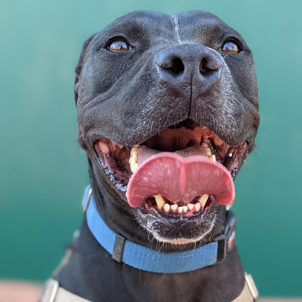 Boba, an adoptable American Staffordshire Terrier in Kanab, UT, 84741 | Photo Image 4