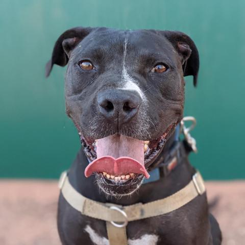 Boba, an adoptable American Staffordshire Terrier in Kanab, UT, 84741 | Photo Image 5