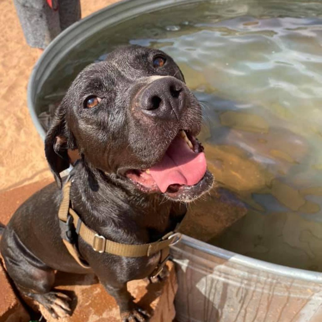 Boba, an adoptable American Staffordshire Terrier in Kanab, UT, 84741 | Photo Image 6