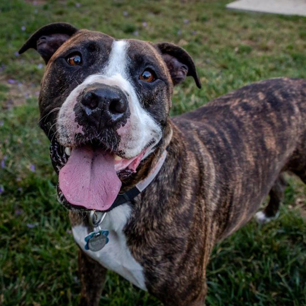 Jaycee, an adoptable American Staffordshire Terrier in Kanab, UT, 84741 | Photo Image 1