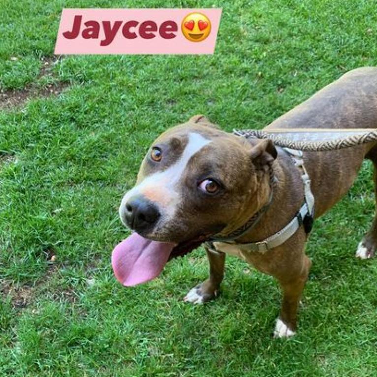 Jaycee, an adoptable American Staffordshire Terrier in Kanab, UT, 84741 | Photo Image 2