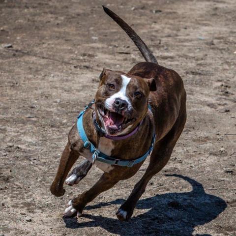 Jaycee, an adoptable American Staffordshire Terrier in Kanab, UT, 84741 | Photo Image 3
