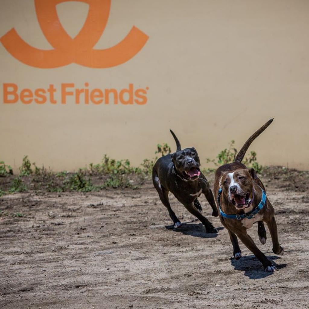 Jaycee, an adoptable American Staffordshire Terrier in Kanab, UT, 84741 | Photo Image 3