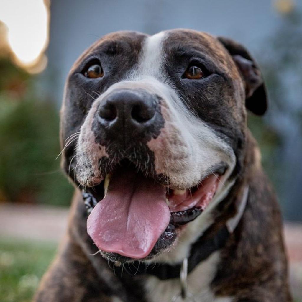 Jaycee, an adoptable American Staffordshire Terrier in Kanab, UT, 84741 | Photo Image 4