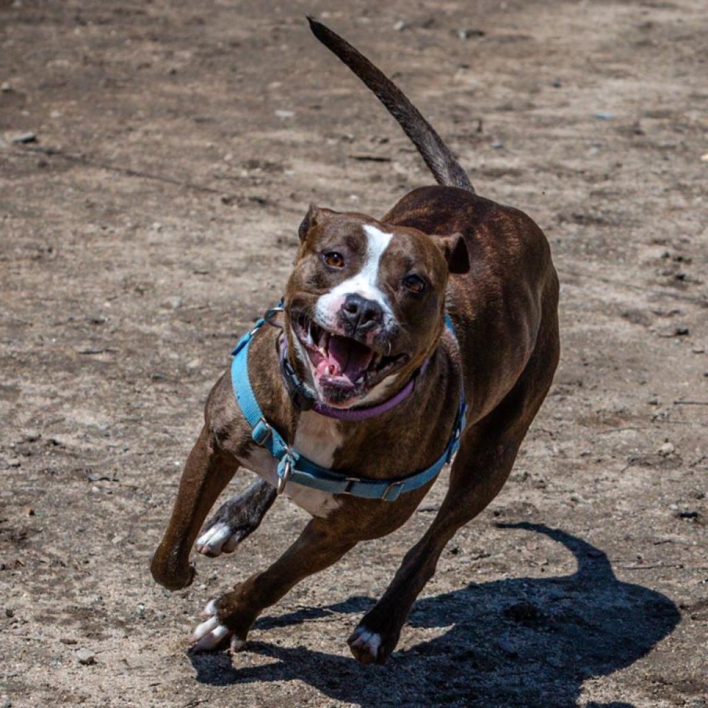 Jaycee, an adoptable American Staffordshire Terrier in Kanab, UT, 84741 | Photo Image 5