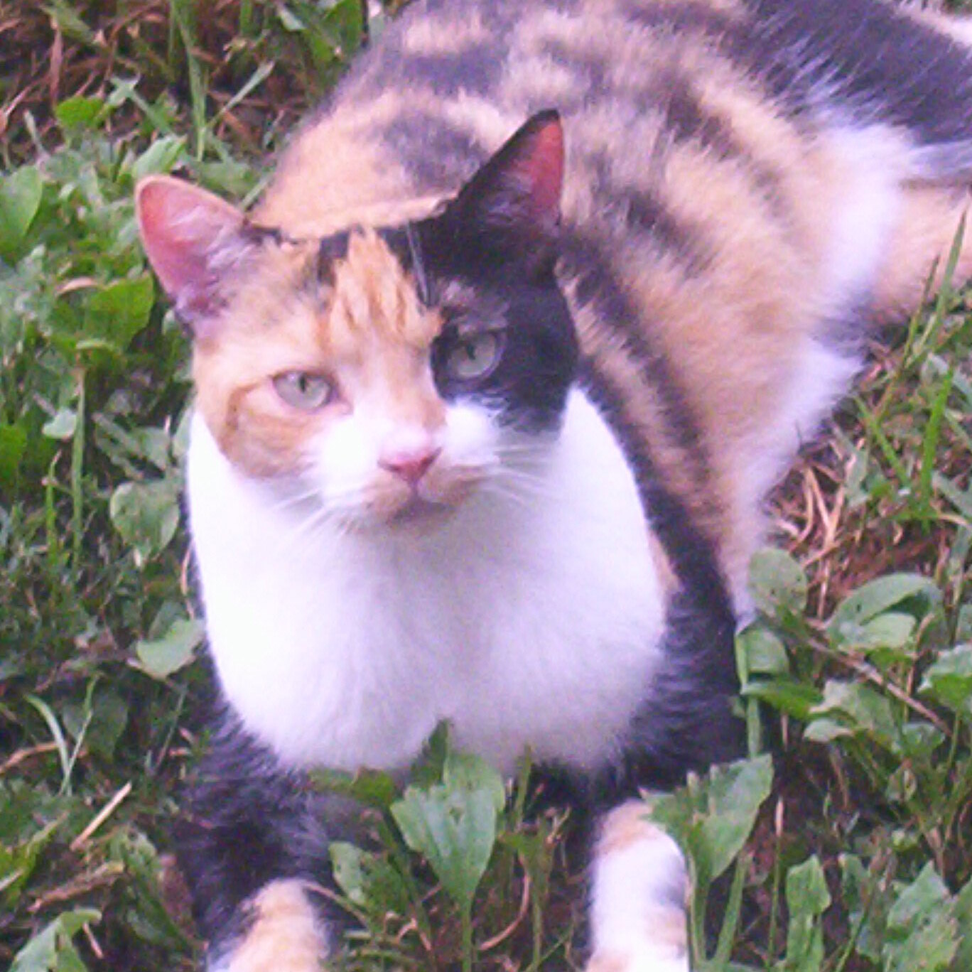Angelique (talkative love bug), an adoptable Calico in Perrysville, OH, 44864 | Photo Image 2