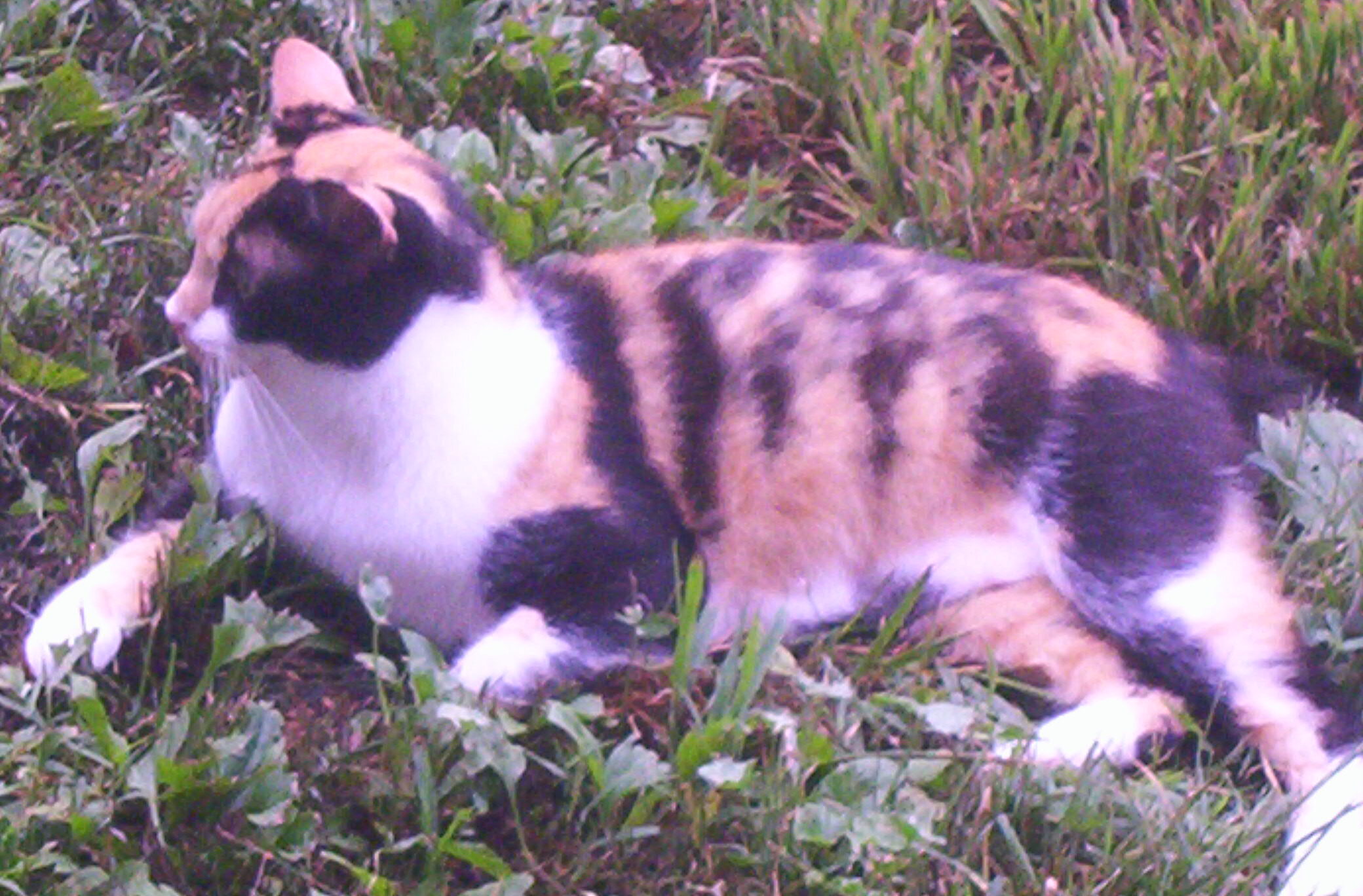 Angelique (talkative love bug), an adoptable Calico in Perrysville, OH, 44864 | Photo Image 3
