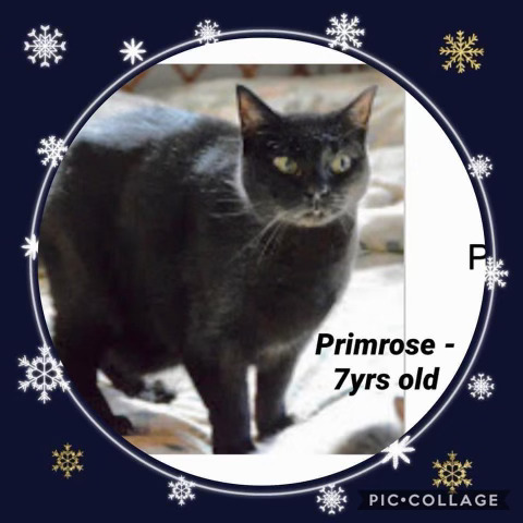 Primrose detail page