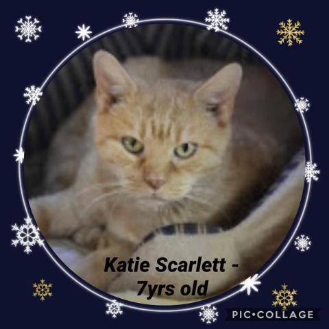 Katie Scarlett 1