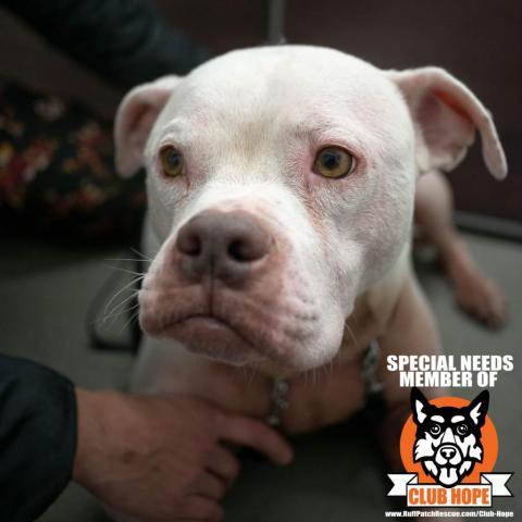 Dudley, an adoptable Boxer in West Jordan, UT, 84084 | Photo Image 1