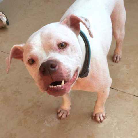 Dudley, an adoptable Boxer in West Jordan, UT, 84084 | Photo Image 2