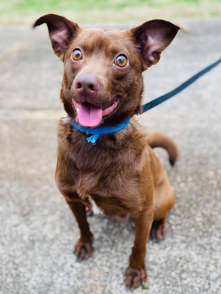 Kylo, an adoptable Terrier Mix in Atlanta, GA_image-1