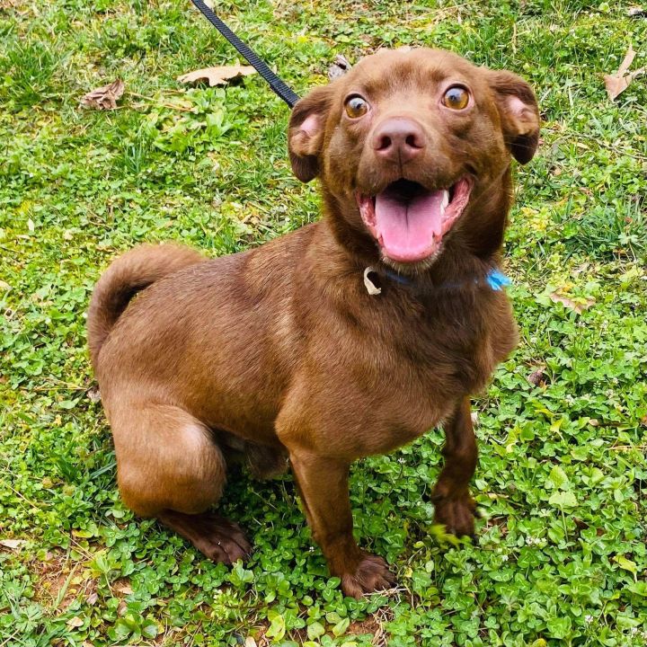 Kylo, an adoptable Terrier Mix in Atlanta, GA_image-2