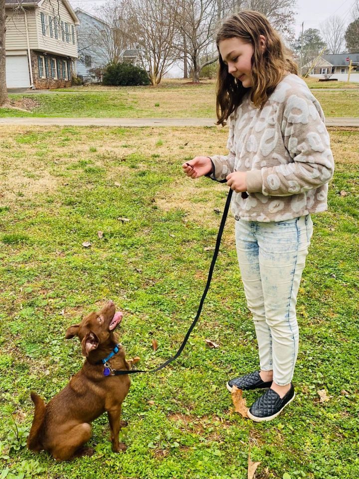 Kylo, an adoptable Terrier Mix in Atlanta, GA_image-4