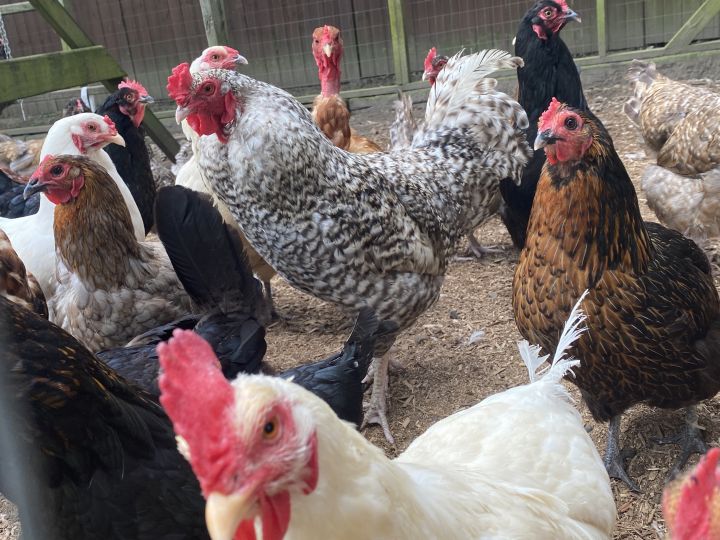 Chicken for adoption Hens, a Chicken in Ravenna, OH Petfinder