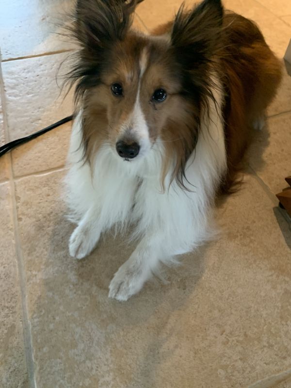 Available Shelties Mid Florida Sheltie RescueMid Florida Sheltie Rescue