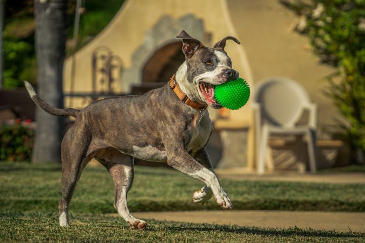 Bree, an adoptable Pit Bull Terrier & American Bully Mix in Simi Valley, CA_image-3