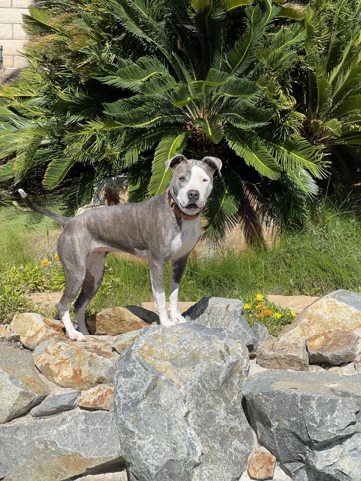 Bree, an adoptable Pit Bull Terrier & American Bully Mix in Simi Valley, CA_image-6