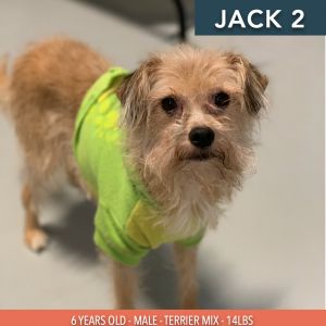 Jack 2