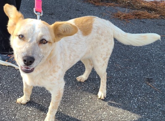 Rubix, an adoptable Cattle Dog Mix in Lenoir, NC_image-1