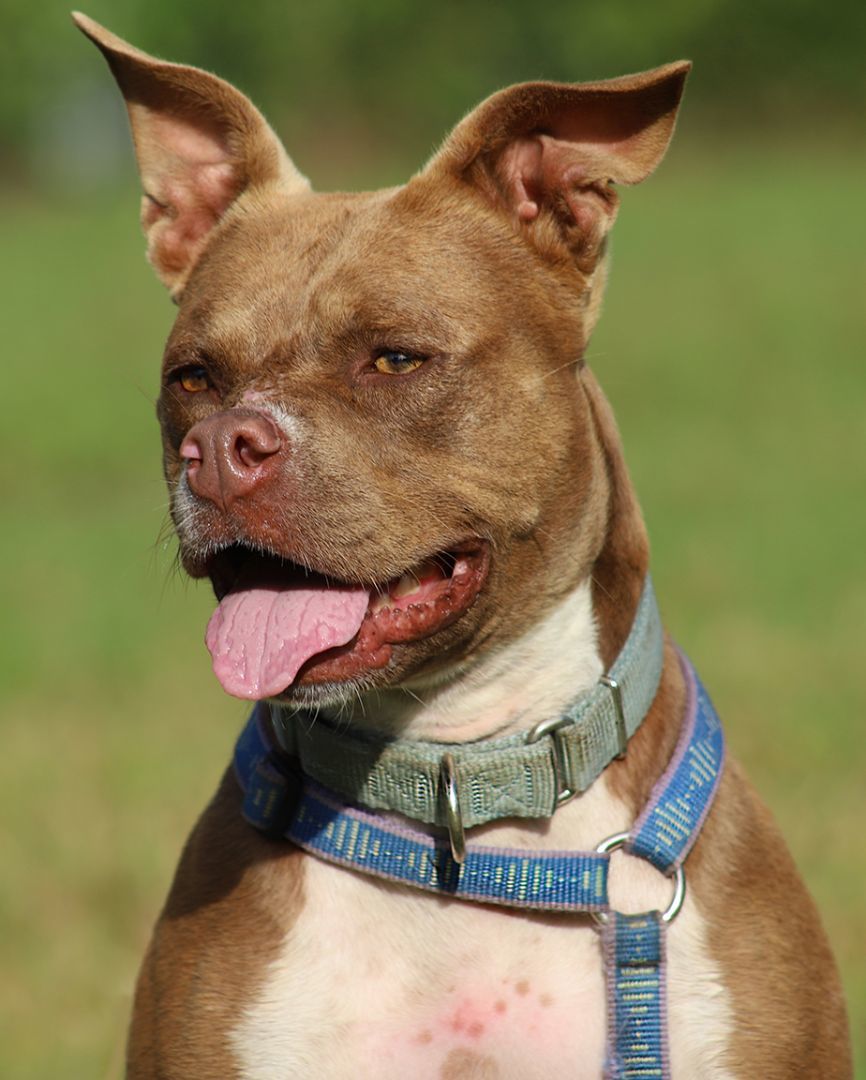Jyn, an adoptable Terrier in North Fort Myers, FL, 33917 | Photo Image 1