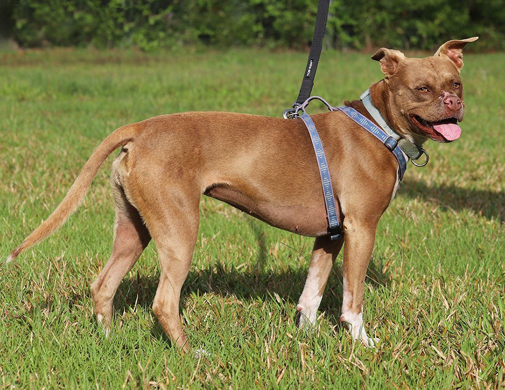 Jyn, an adoptable Terrier in North Fort Myers, FL, 33917 | Photo Image 3