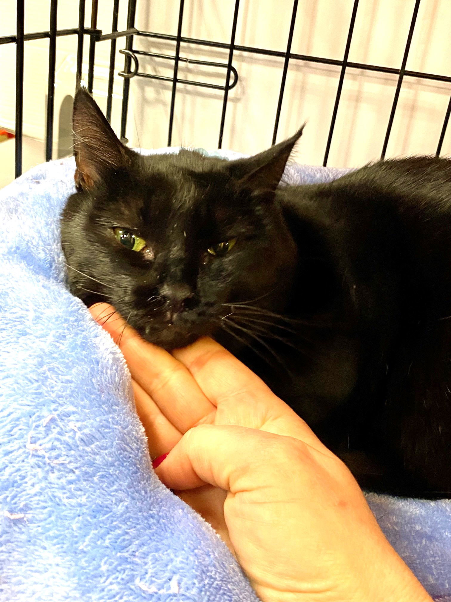 Sissi, an adoptable Domestic Short Hair in Flushing, NY, 11358 | Photo Image 1